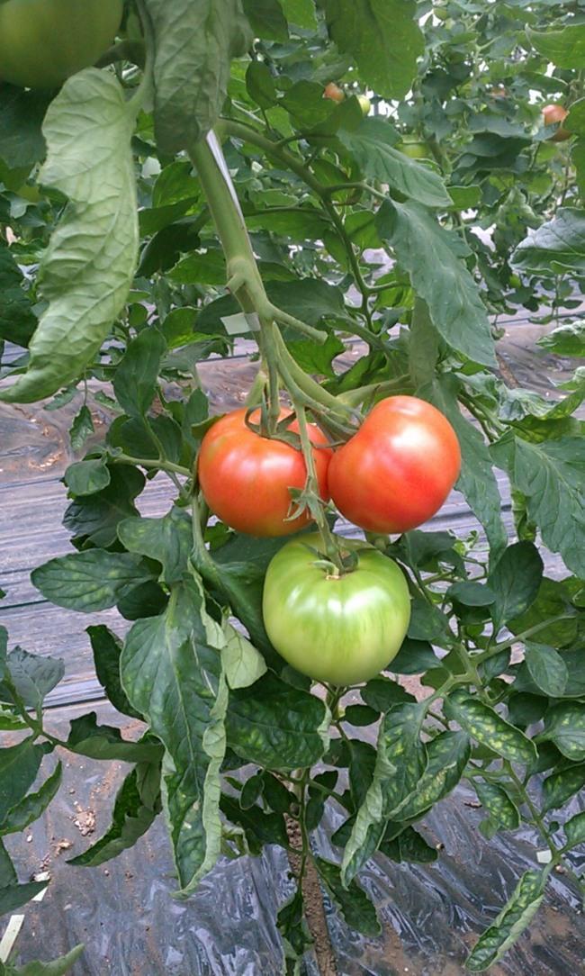 是非一度ご賞味くださいませ！きっとおいしくて喜んで頂けるとおもいます！お待ちしてます(*⌒▽⌒*)