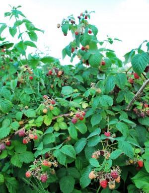 2013年　終了しました