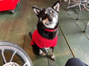 店内には日本犬（柴犬）が♪