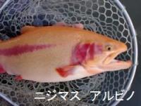 ニジマス　アルビノ