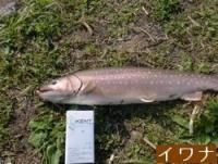 イワナ