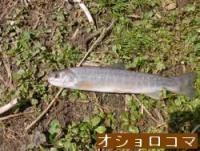 オショロコマ