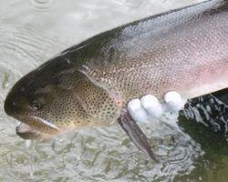 ルアーフライエリアの魚達