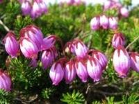 エゾツガザクラ