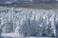 再びエゾマツの森へ