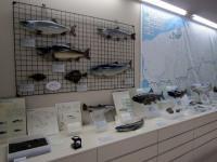 天塩川の魚のはく製