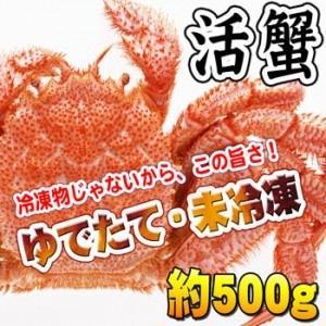 【活】毛ガニ　500g　とろける味噌が絶品!!　身の入りもよく店主が選別してお届けいたします。