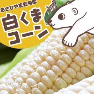 あさひやま動物園　白くまコ-ン(ピュアホワイト　とうもろこし)10本入り　3.5kg前後　旭川近郊産(旭川　美瑛　富良野)
