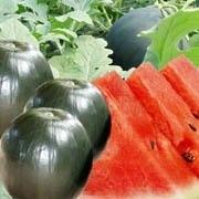 富良野麓郷産　ろくごう小玉黒すいか　3玉入りで合計8.0kg