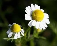 アロマ&ハーブクラフト レッスン