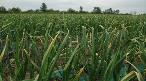 健康な土壌で無農薬栽培された【彦一にんにく】