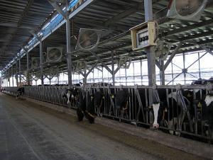 藤井牧場のチーズができるまで