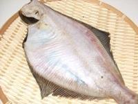 自家製宗八がれい一夜干し