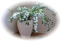 ハーブ資格取得講座