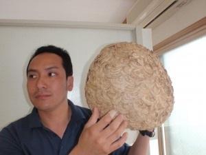 22年度 1番大きかった巣