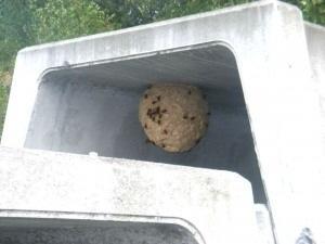 22年度 1番大きかった巣