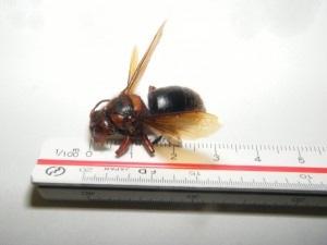 たぶんチャイロスズメバチ