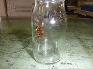 今年1匹目の女王蜂