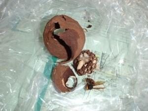 ケブカスズメバチの巣です。