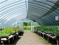 ◆ ルイと岳の苗床