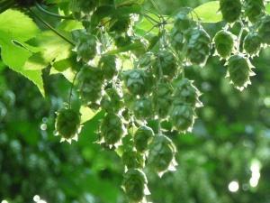 まるごとかみふらのプレミアムビール