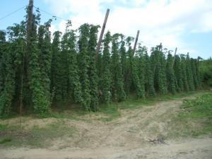 【プレミアム生ビールが飲めるお店】