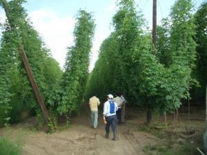 【プレミアム生【瓶】ビール が買えるお店】