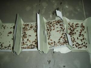 ゴキブリがこんなに・・・。
建築物ねずみ昆虫等防除業登録 旭川市105ね第1