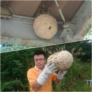 旭川のスズメバチ駆除業者です!各種スズメバチ、チャイロスズメバチお任せ下さい。
