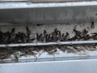 ヤマトシロアリ（羽アリ）