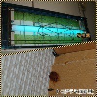 ハエ・コバエ駆除、南京虫(トコジラミ)駆除