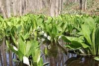 ミズバショウの群落