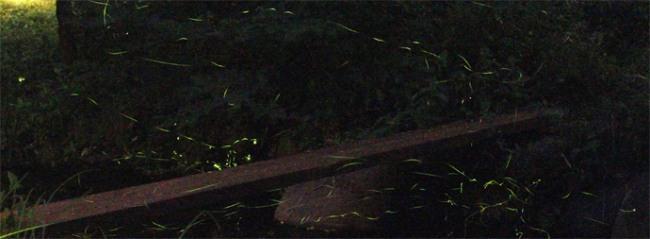 せせらぎを舞うホタル