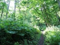 嵐山公園散策路(登山道)