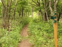 嵐山公園散策路(登山道)