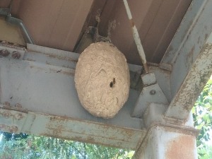 スズメバチの駆除