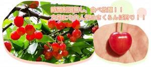 さくらんぼ狩り