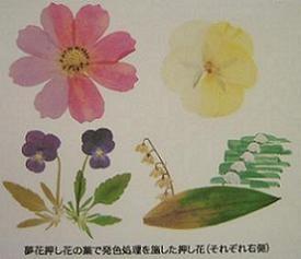 １９８１年㈱ＷＤＳが押し花の薬を開発しました。