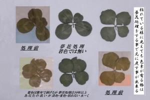 四つ葉のクローバーの押し花の薬 使用前→処理後(夢花処理)