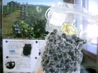 黒実鶯神楽「冷凍ブルーベリー」