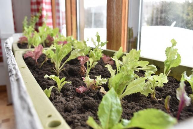 自分でも育ててるレタス