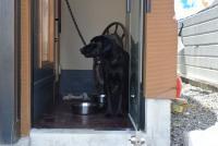 看板犬・えいちゃん