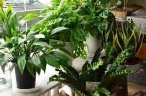 育て方などもアドバイスいたします