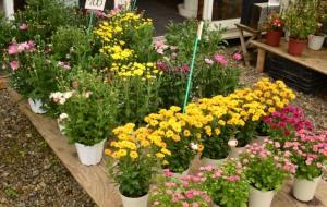 店頭には鉢花もたくさん並んでいます