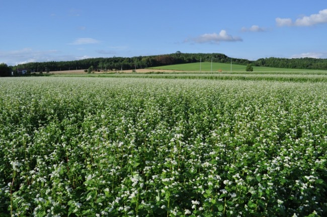 多寄の豊かさを感じてください♬