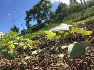畑で過ごす時間が明日への活力
