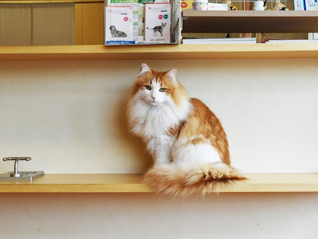 ノルウェージャンのハリエットがお出迎え!