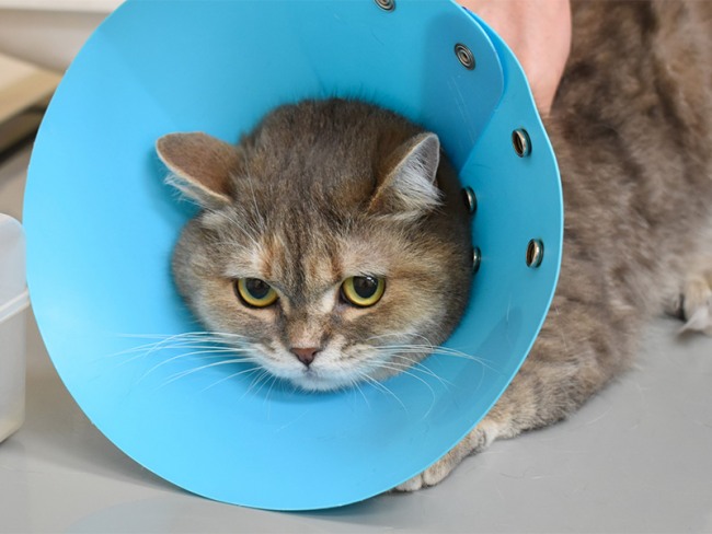 治療もペットの性格に合わせて!