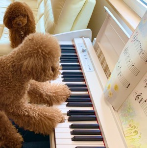 キッズC絶対音感コース（対象年齢３歳）