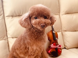 ヴァイオリンコース（小１〜シニア世代）